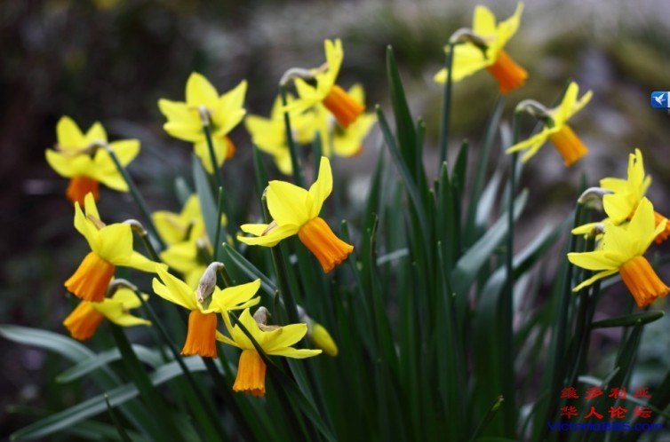 daffodil.jpg